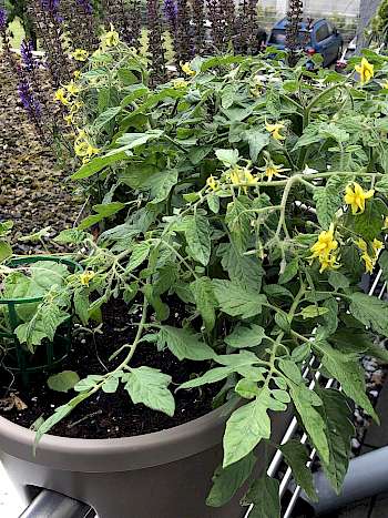 Tomate und Ziersalbei